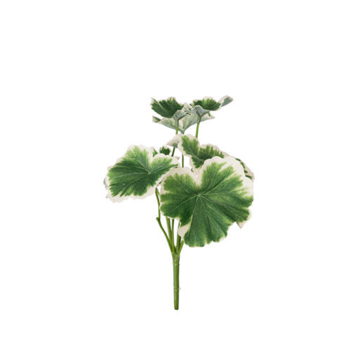 Geranium