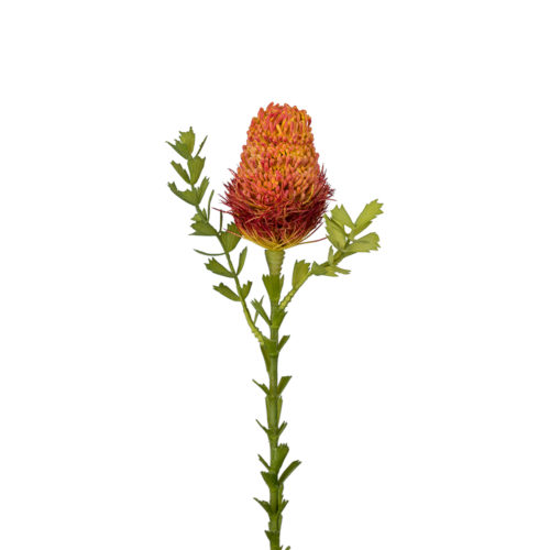 Banksia