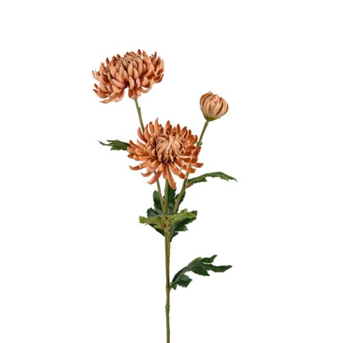 Chrysanthemum Beige 60cm