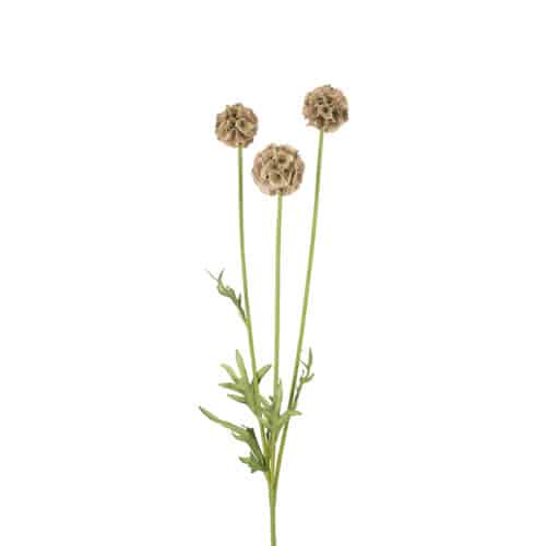 Scabiosa 60 cm grön