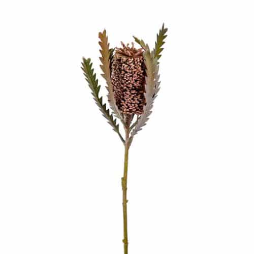 Banksia 60cm brun