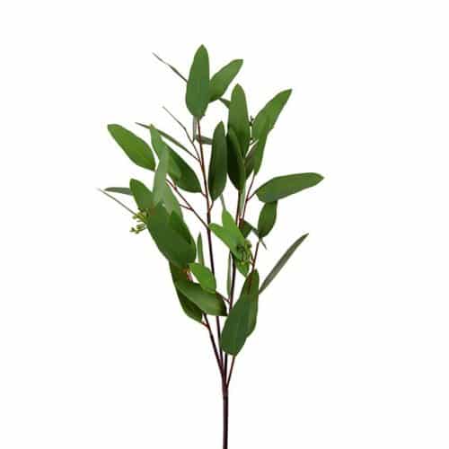 Eucalyptus 80 cm grön