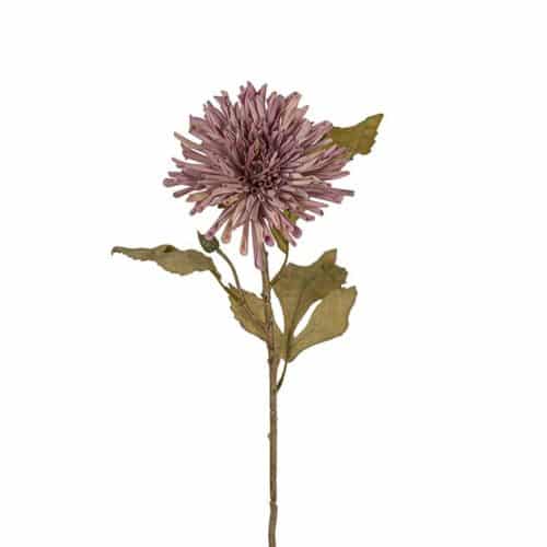 Chrysanthemum Lila