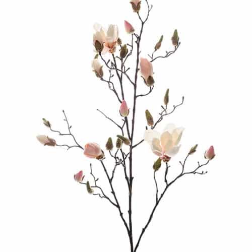 Magnolia Rosa 110 cm