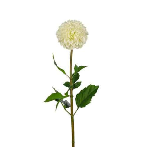 Dahlia vit 90cm