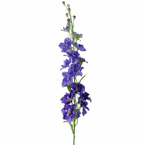 Delphinium 90 cm blå