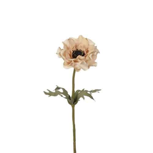Anemone 50 cm beige