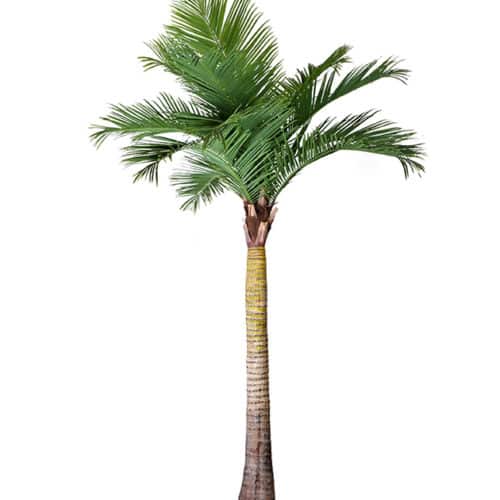Palm 370 cm