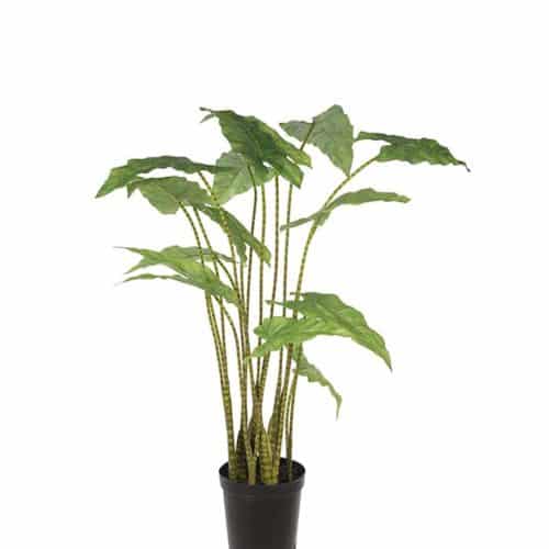 Alocasia Zebrina grön 100cm