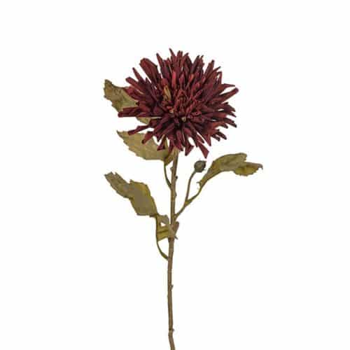 Chrysanthemum burgundy 60cm