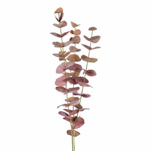 Eucalyptus burgundy 60cm