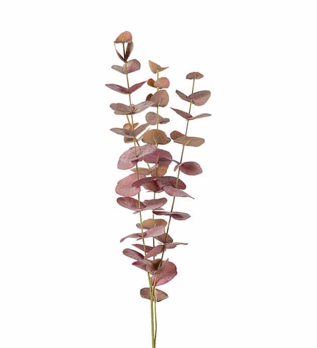 Eucalyptus burgundy 60cm
