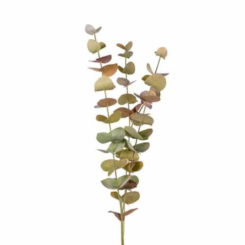 Eucalyptus flerfärgad 60cm