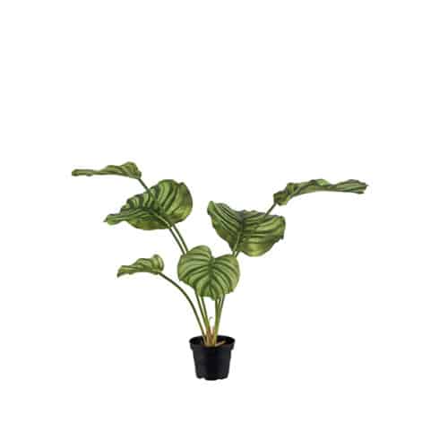 Calathea 55 cm grön