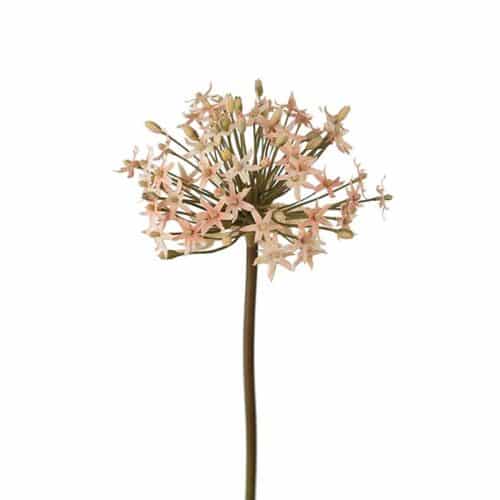 Allium rosa 50cm