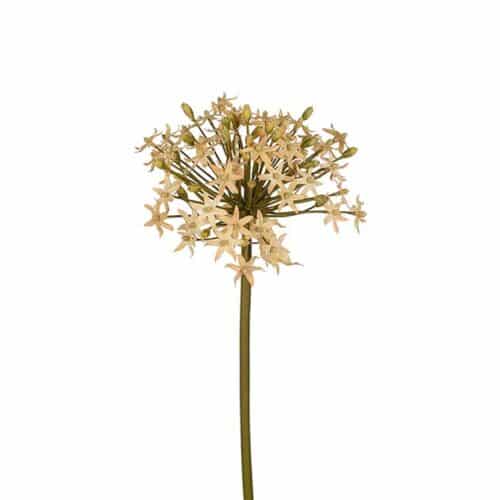 Allium beige 50cm