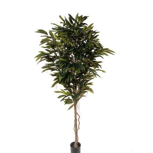 Longifolia 200 cm grön