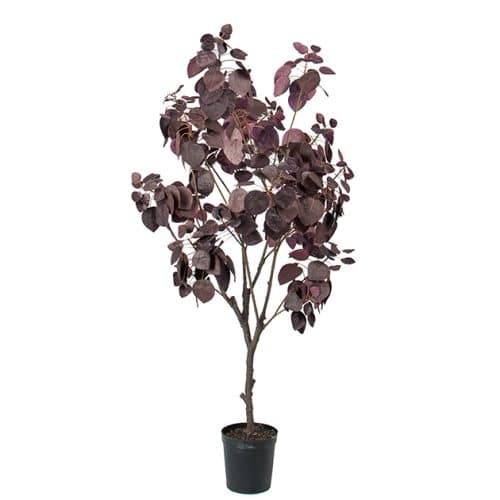 Cotinus 140 cm
