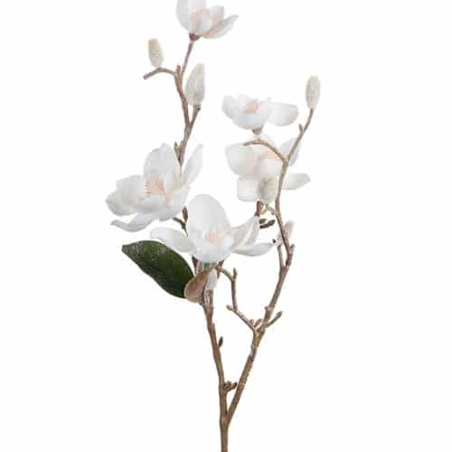 Magnolia med is 65 cm