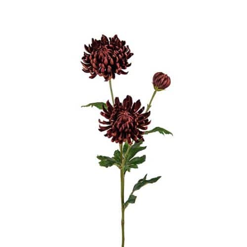 Chrysanthemum 60cm brun