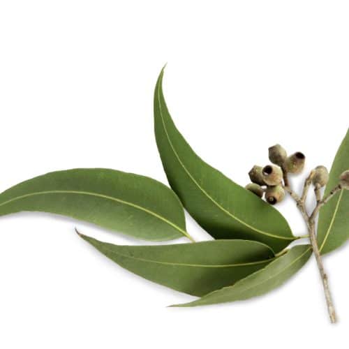 Essens Eucalyptus 100ml till bastu