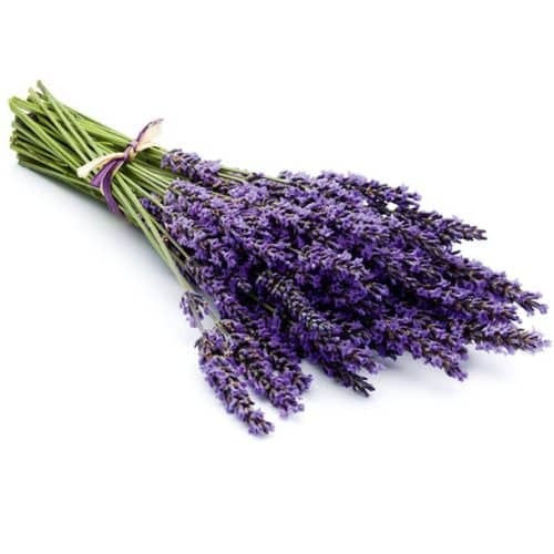 Essens Lavendel 100ml till bastu