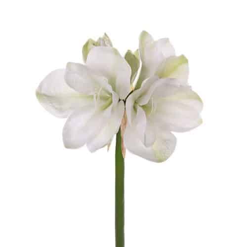 Amaryllis 75cm Vit