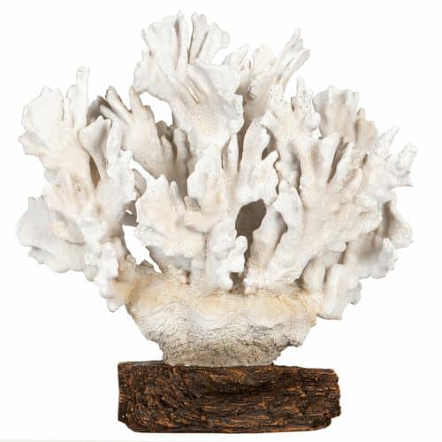 Korall Gigant På Fot Vit