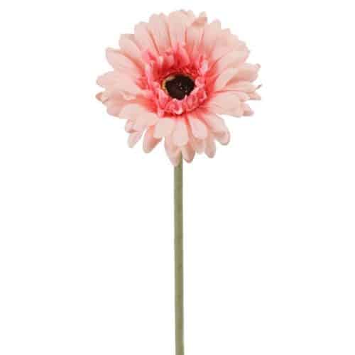 Gerbera