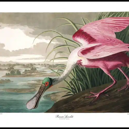 THE DYBDAHL COMPANY Roseate Spoonbill 50x70 Svart Ram