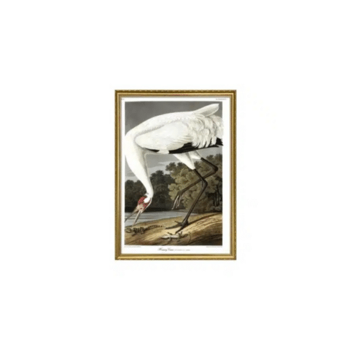 THE DYBDAHL COMPANY Hooping Crane 50x70 Guld Ram