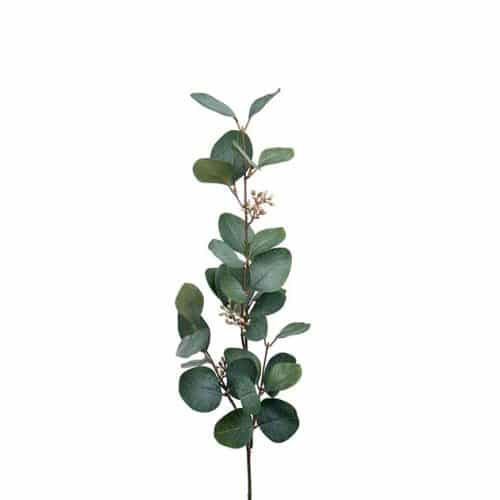 Eucalyptus med bär 70cm