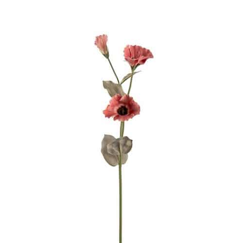 Scabiosa 60 cm Brun