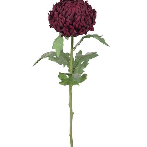 Chrysanthemum Burgundy 70cm