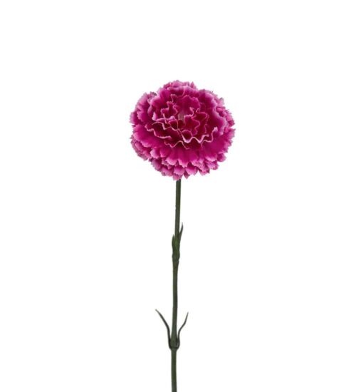 Nejlika 55cm Lila