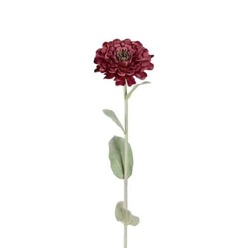 Zinnia Vinröd 58cm