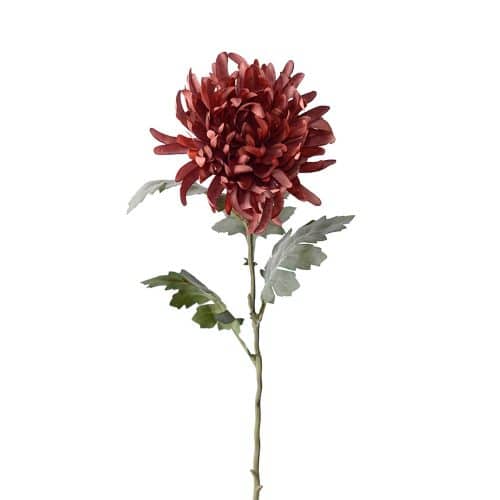 Chrysanthemum Brun 60cm