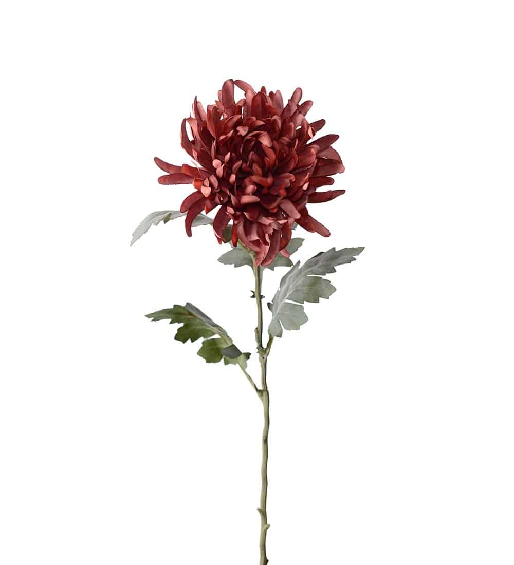 Chrysanthemum Brun 60cm