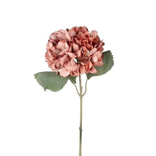 Hortensia Brun 56cm