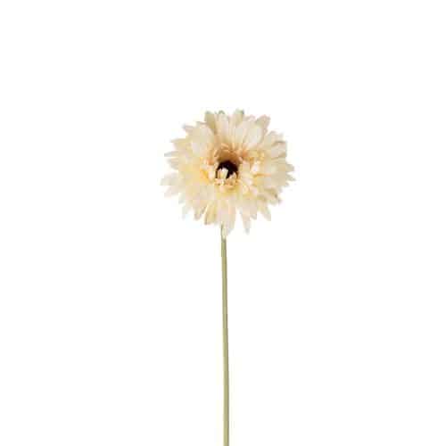 Gerbera Cream 55cm