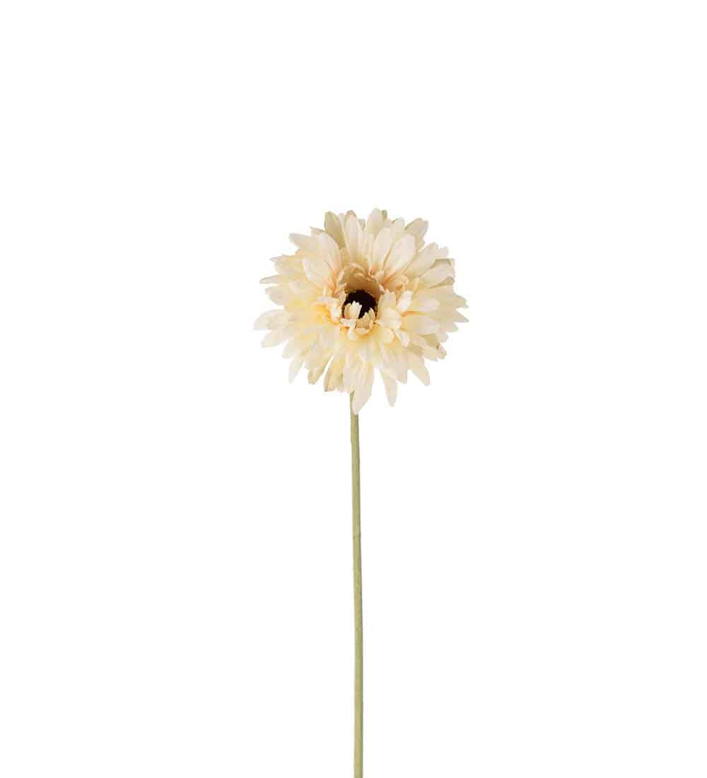 Gerbera Cream 55cm