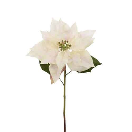 Julstjärna Cream 70cm