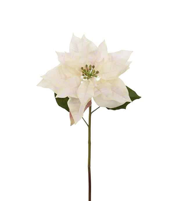 Julstjärna Cream 70cm