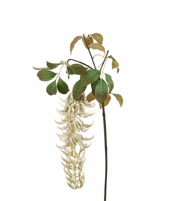 Mucunakvist Vit 125cm