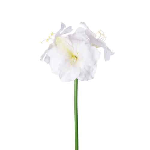 Amaryllis cream 65cm