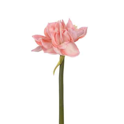 Amaryllis Rosa