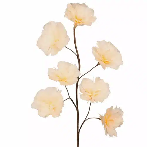 Kvist Fjäderblomma Aprikos