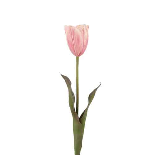 Tulpan Rosa 58cm