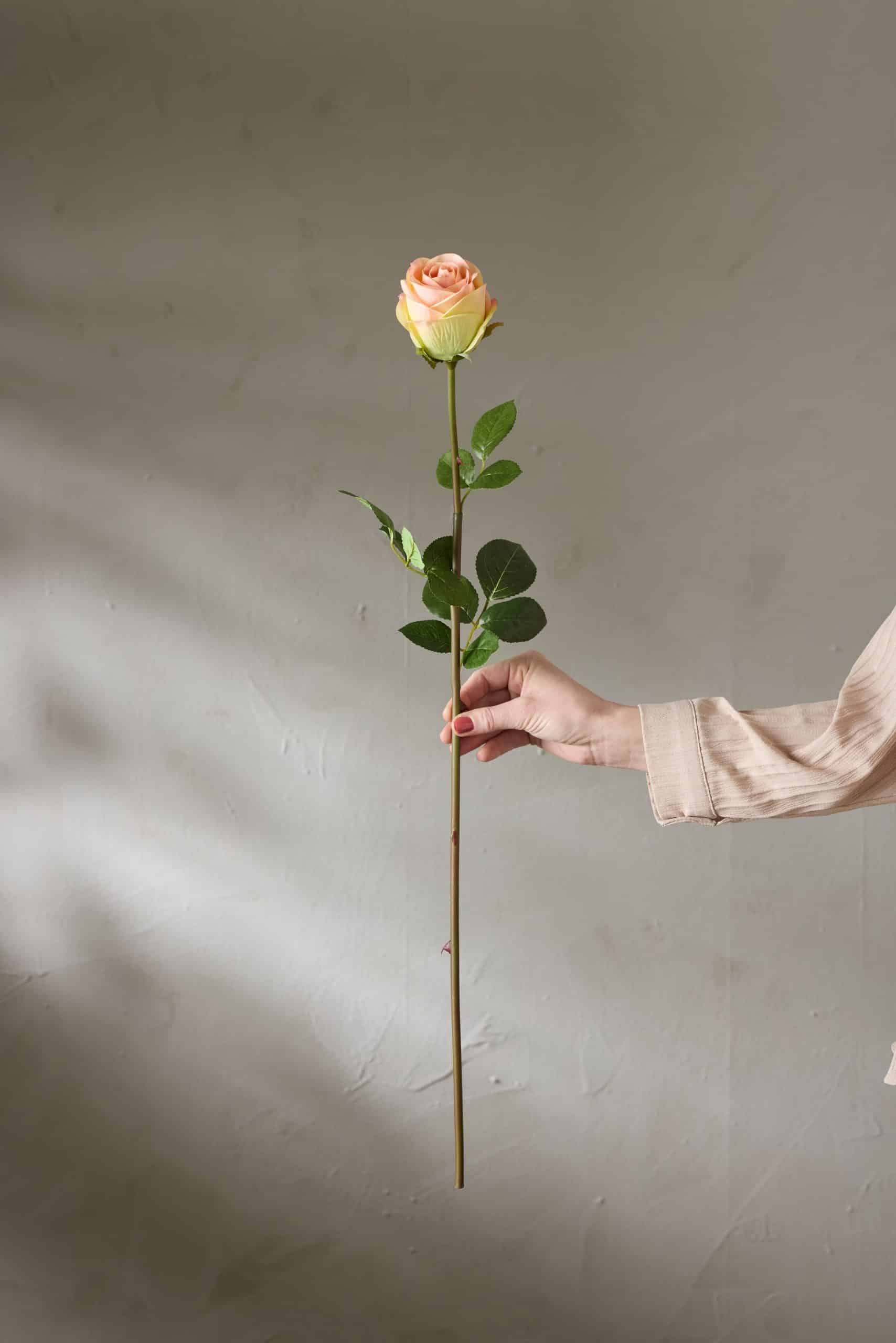 Ros Rosa 75cm - Bild 2