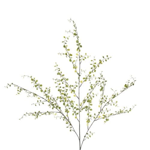 Muehlenbeckia Grön 100cm